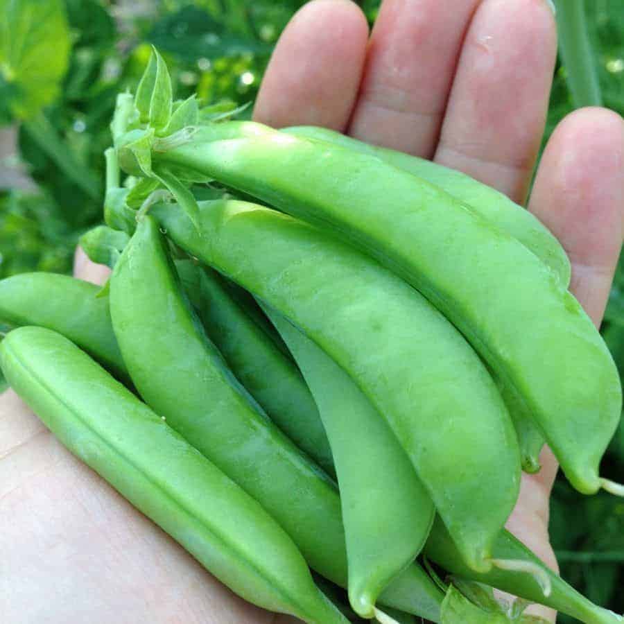 Growing sugar snap peas