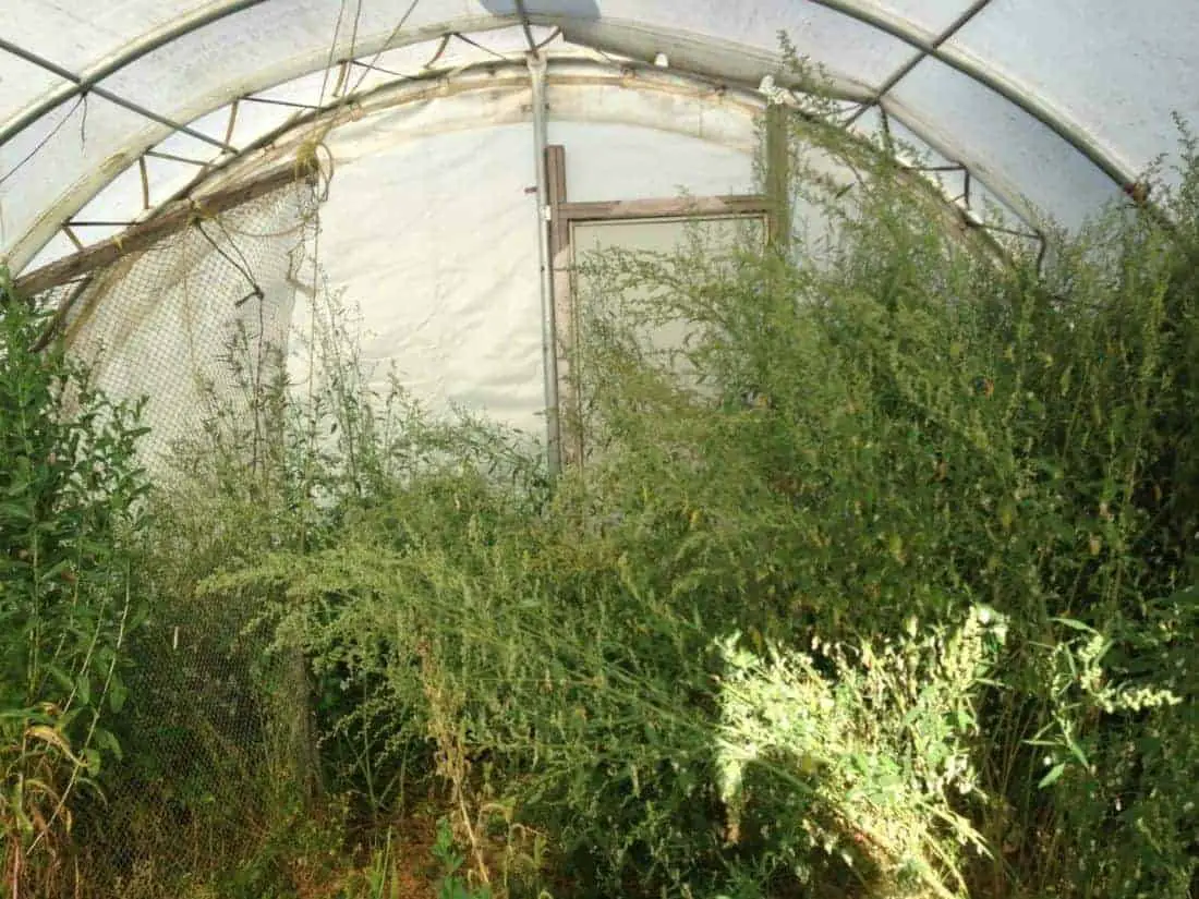 Greenhouse Gardening: Growing Vegetables Year-Round