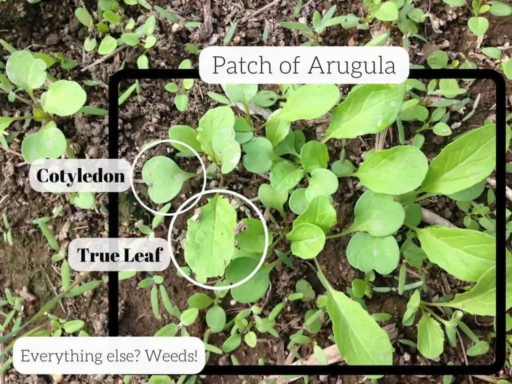 Cotyledon versus True Leaf on a Seedling