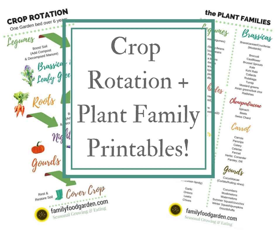 Crop Rotation + Plant Family Printables!