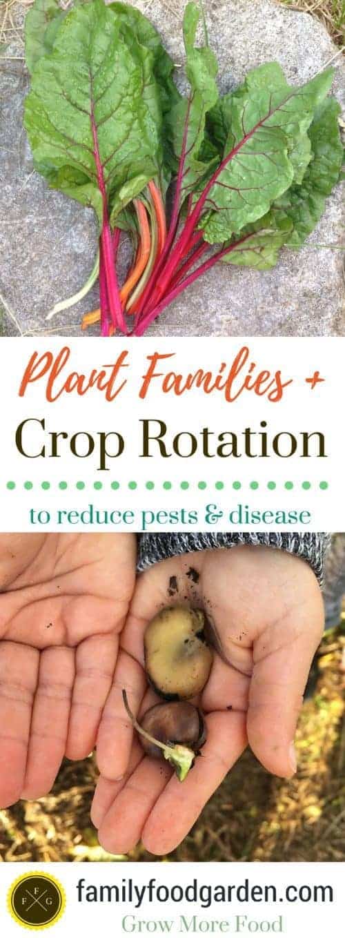 Crop rotation & plant families