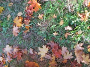 Fall gardening