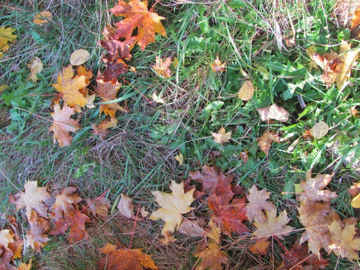 Using dried leaves as mulch