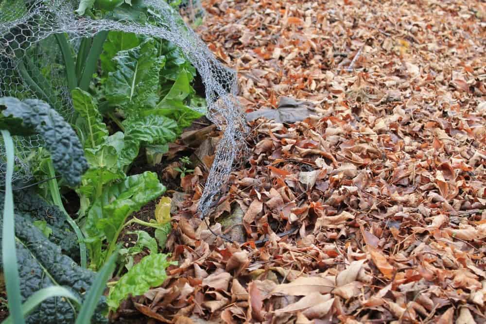 Restoring Soil Fertility for Next Season: Using Mulch