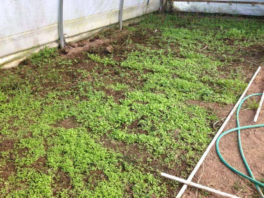 Greenhouse full of weeds 