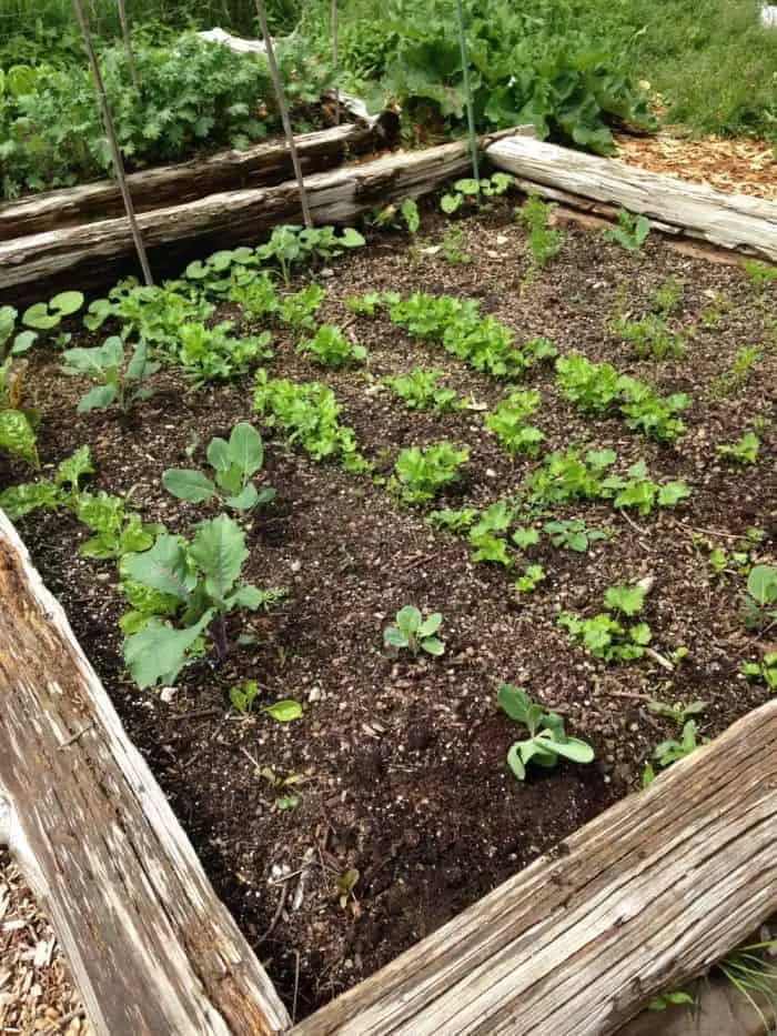 Wooden Raised Garden Beds