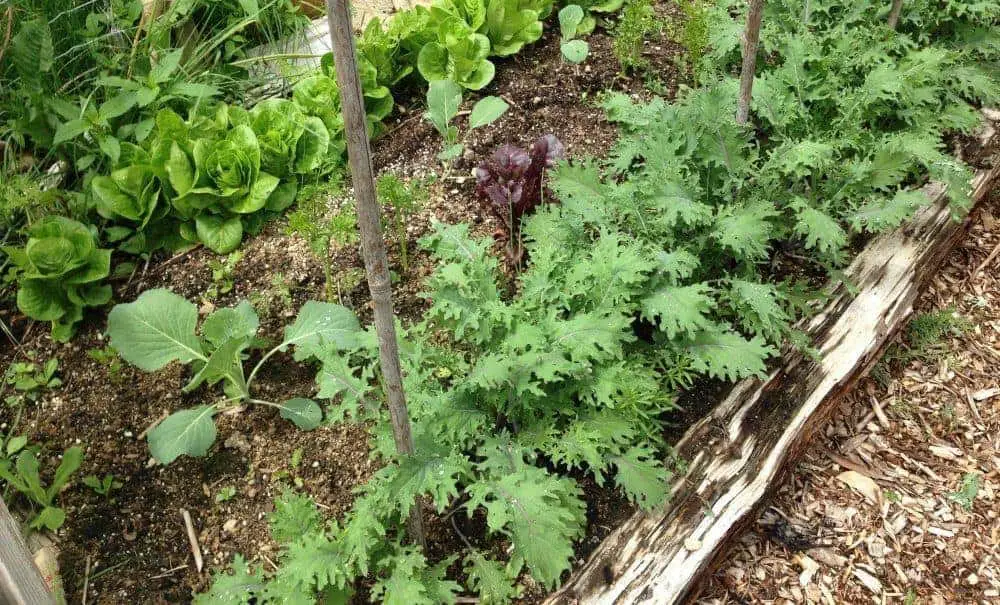 Gardening for Busy People