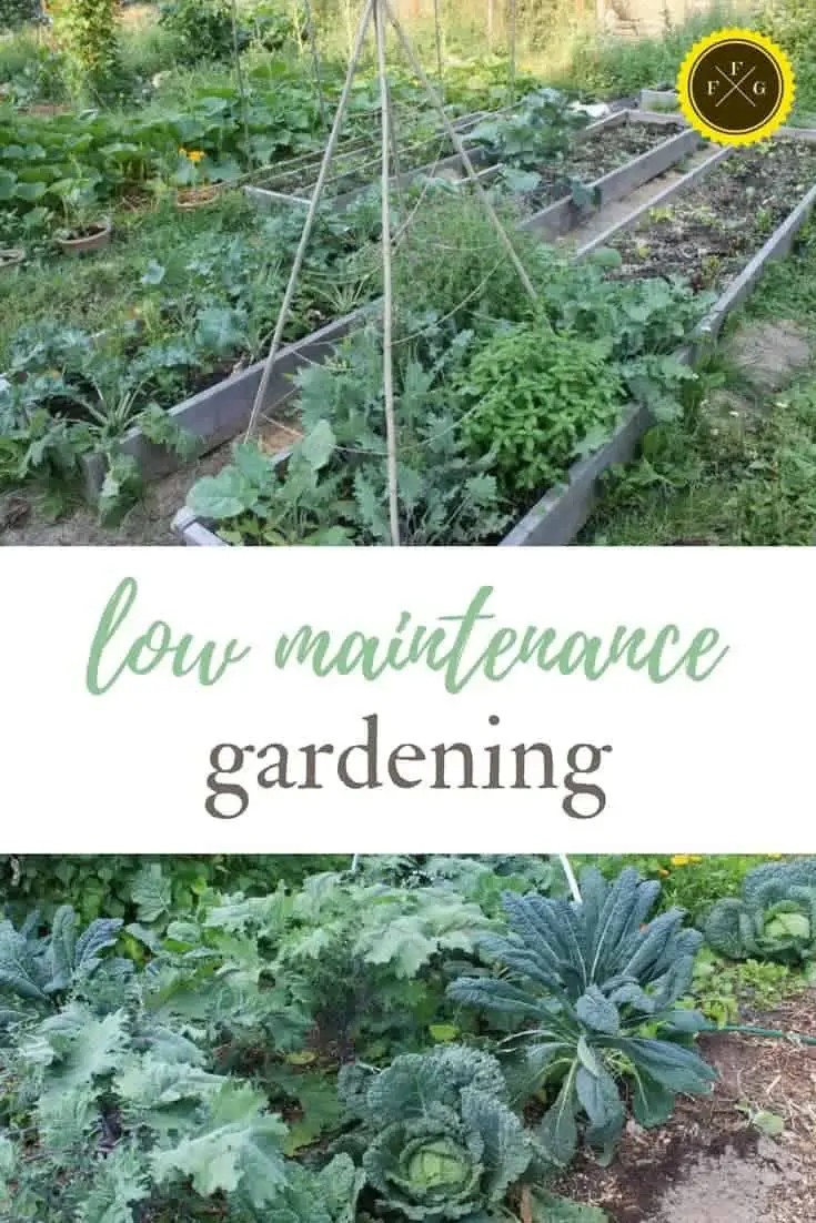 low maintenance gardening