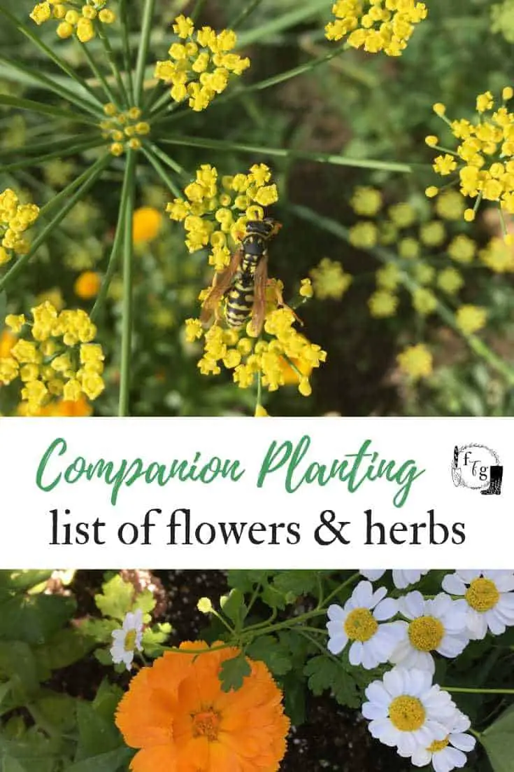 Companion Planting: List of Flowers & Herbs