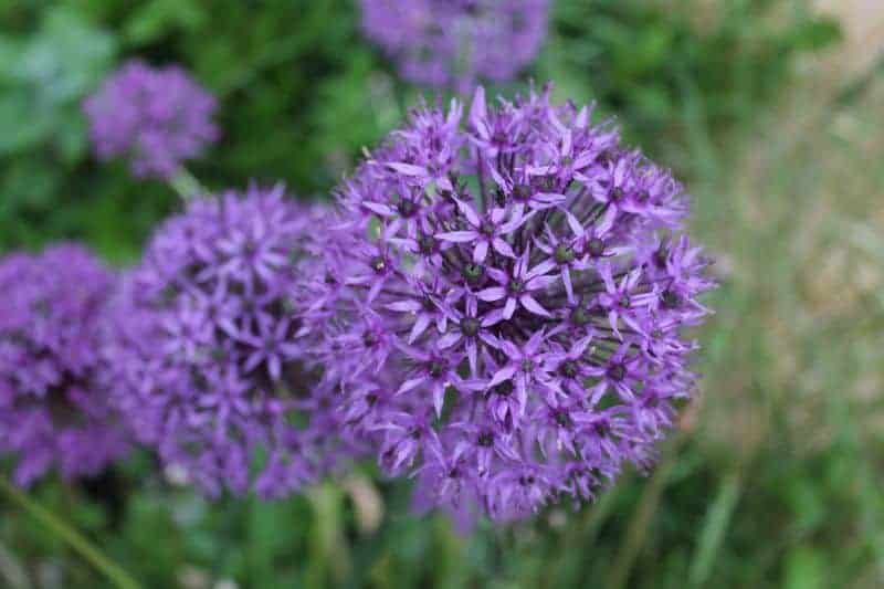 Allium flowers for companion planting