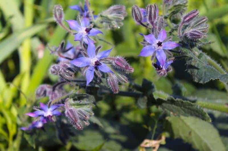 Borage edible flowers