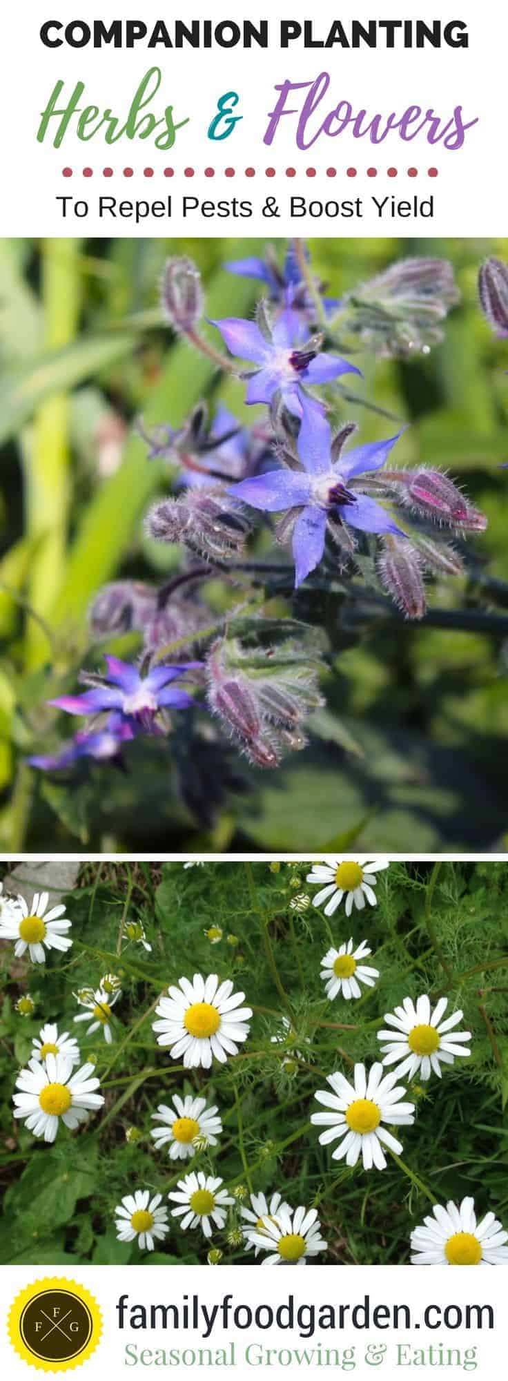 Companion Planting Herbs & Flowers Examples