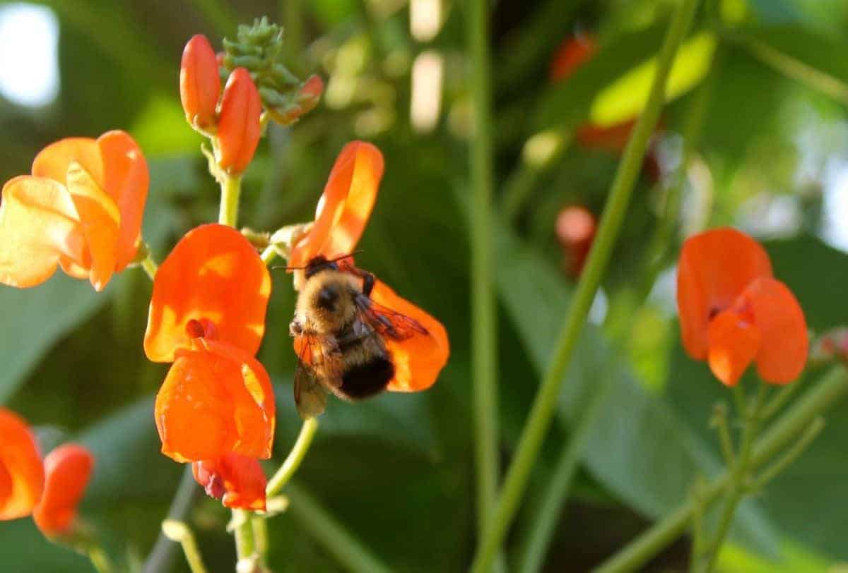 Garden flowers for the bees