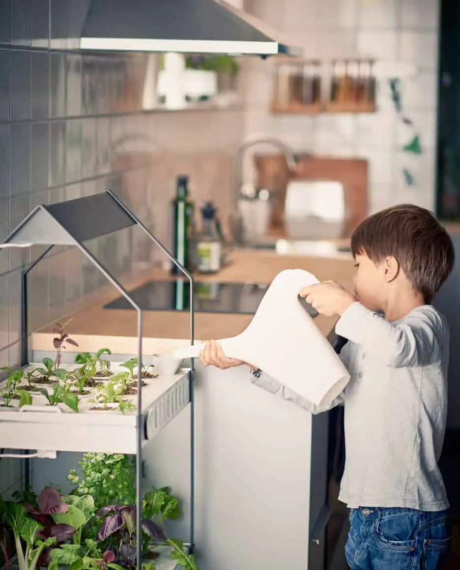 Indoor gardening: how to grow food inside