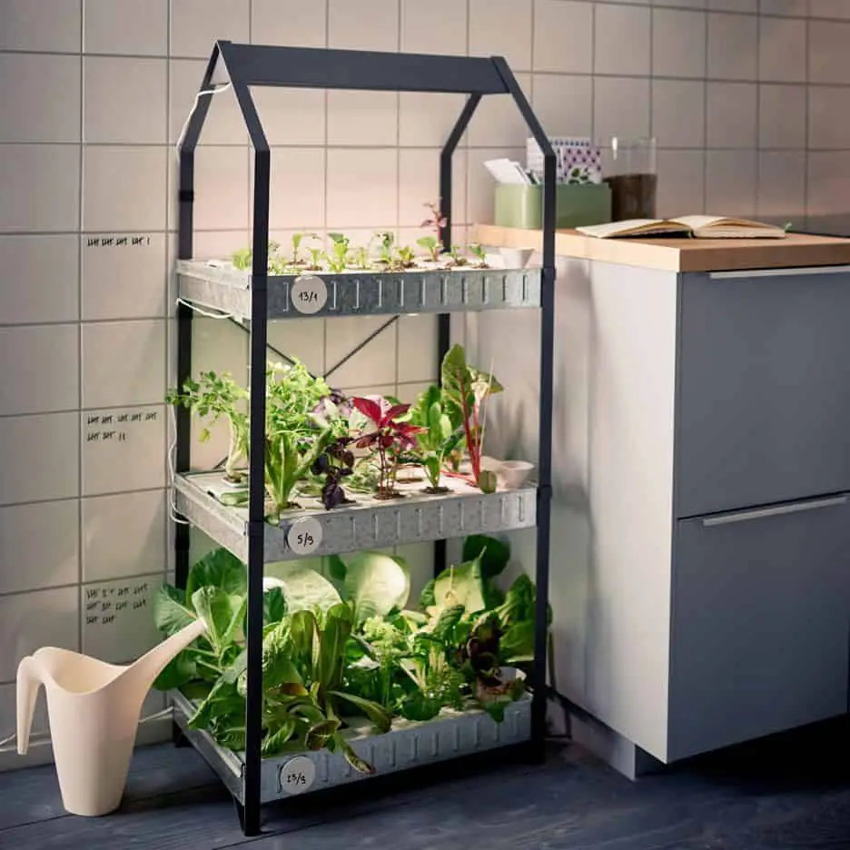 Indoor gardening: how to grow food inside