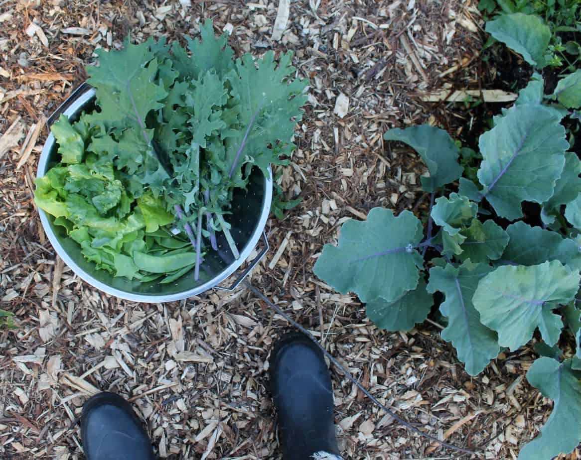 Cold Hardy Crops for the Fall & Winter Vegetable Garden