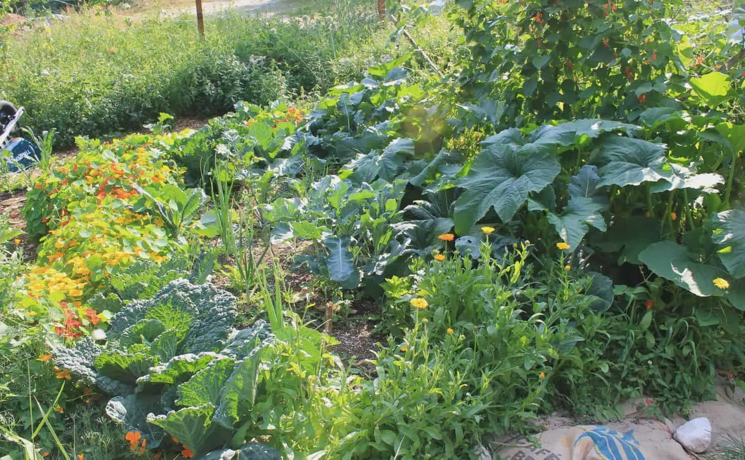 Permaculture gardening