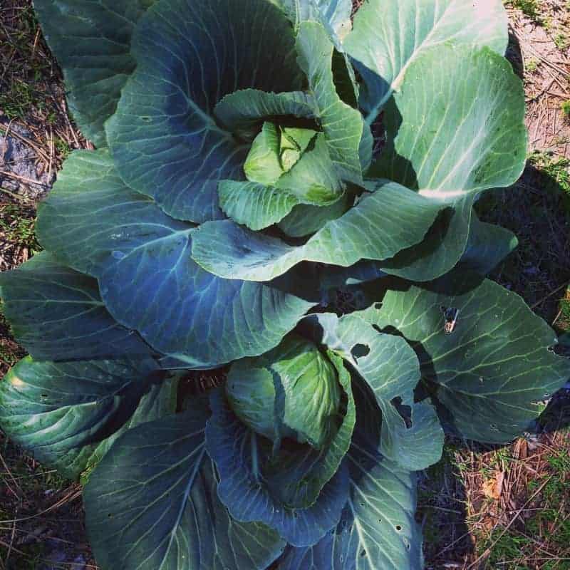 A Big Green Leafy Cabbage