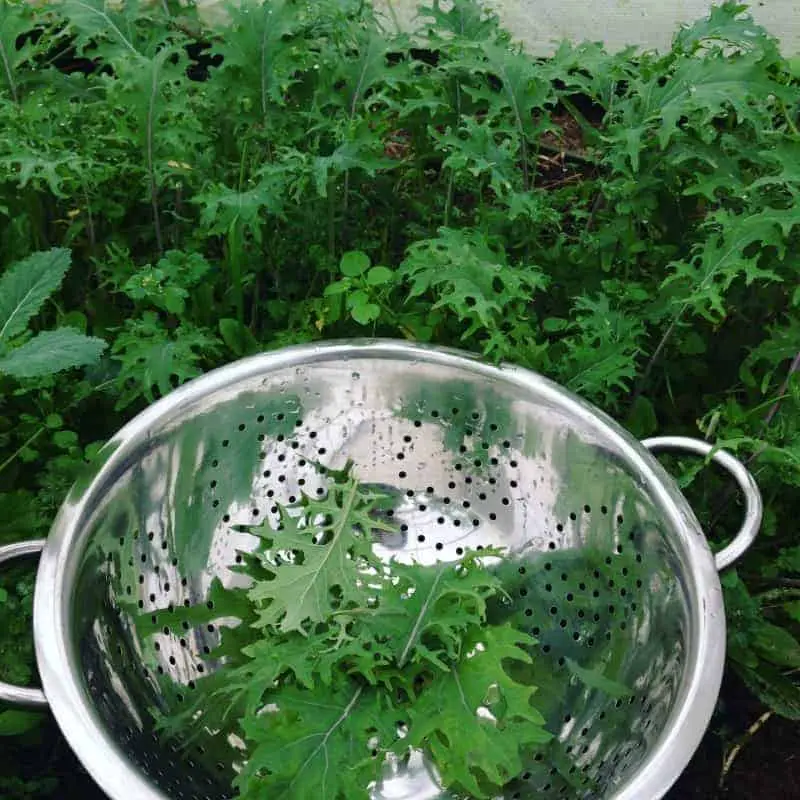 Freshly Harvested Herbs