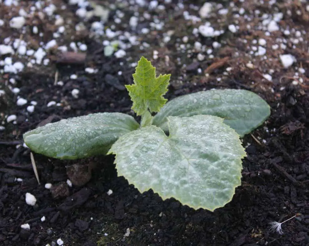 Pumpkin Seedling