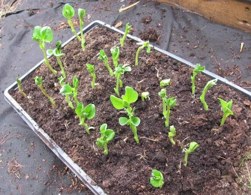 A tray of seedlings