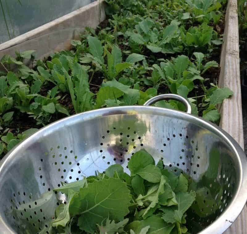 Harvesting crops