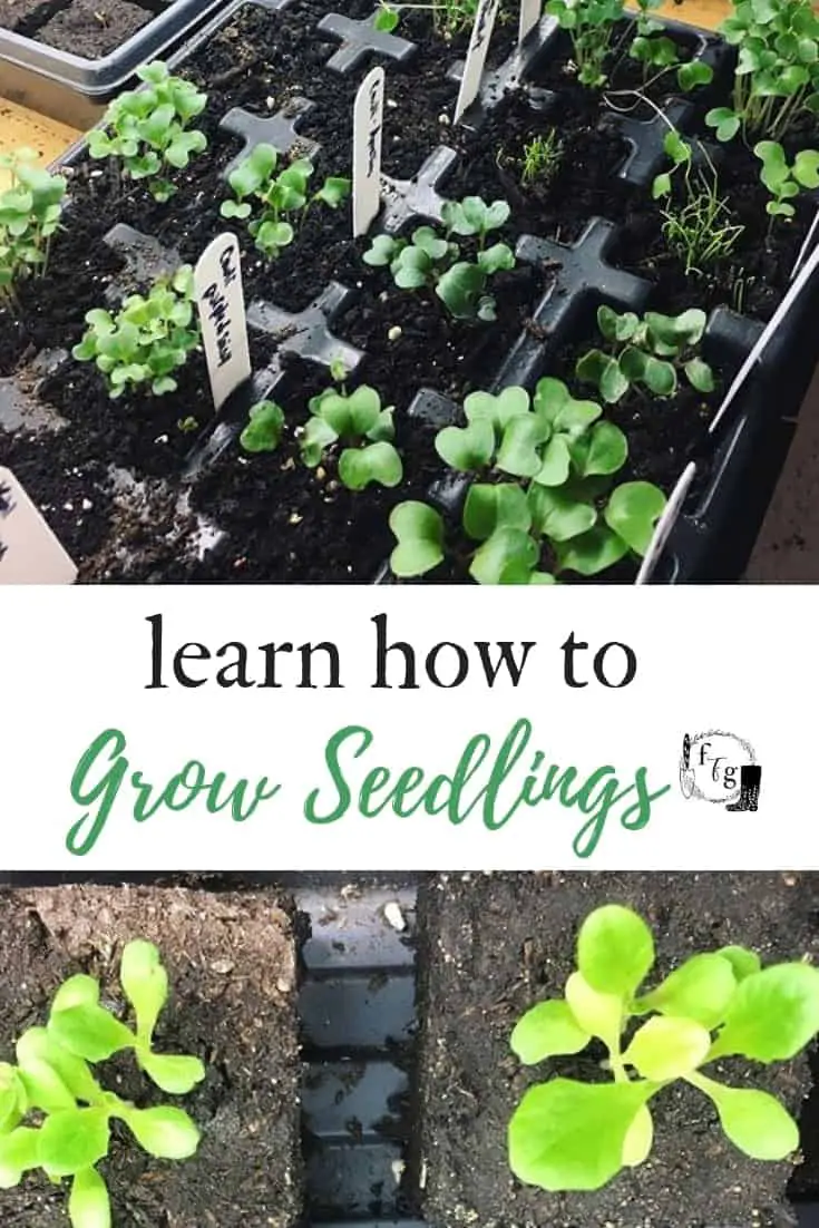 How to grow your own seedlings indoors