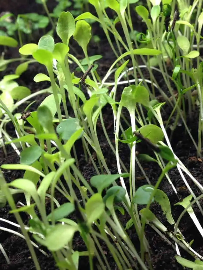 Growing microgreens is super easy