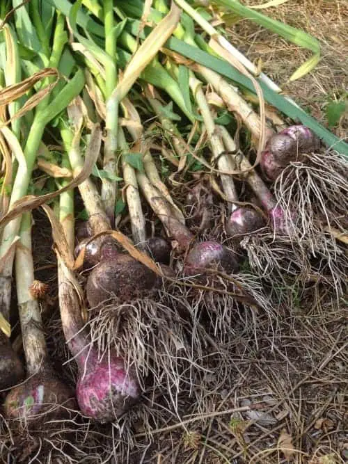 Freshly harvested garlic