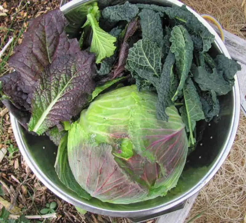 Freshly harvested January King Cabbage snd other greens in December