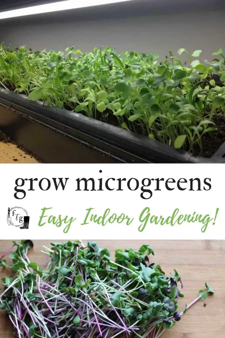 Grow microgreens indoors #indoorgardening #microgreens #indoorgarden #wintergarden #freshgreens