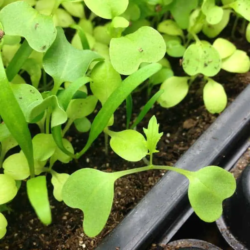 Growing Indoor Microgreens: Indoor Garden Superfood