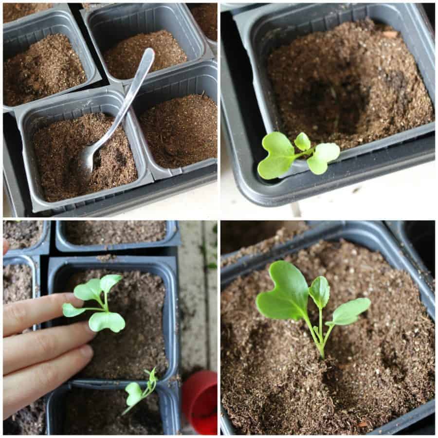 How to repot leggy seedlings to save them!