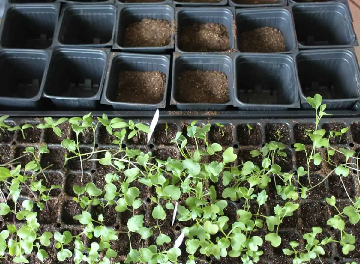 How to re-pot your seedlings