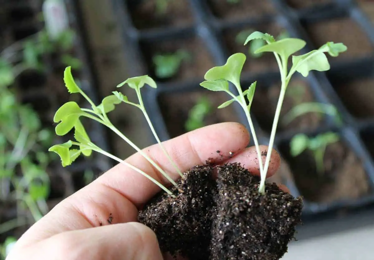 How to re-pot your seedlings