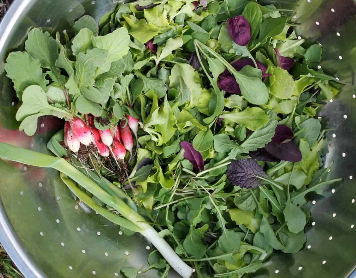 Freshly Harvested Crops and Vegetables