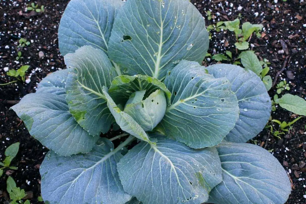 A Bed of Green Cabbage in the Garden