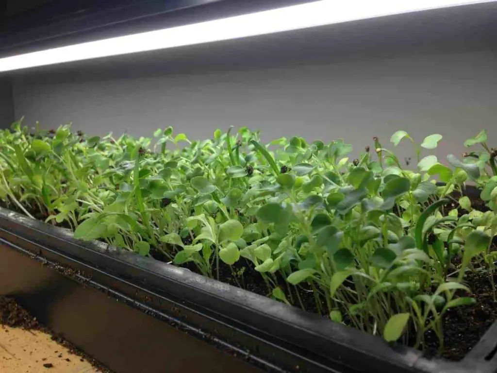 Growing Indoor Microgreens: Indoor Garden Superfood