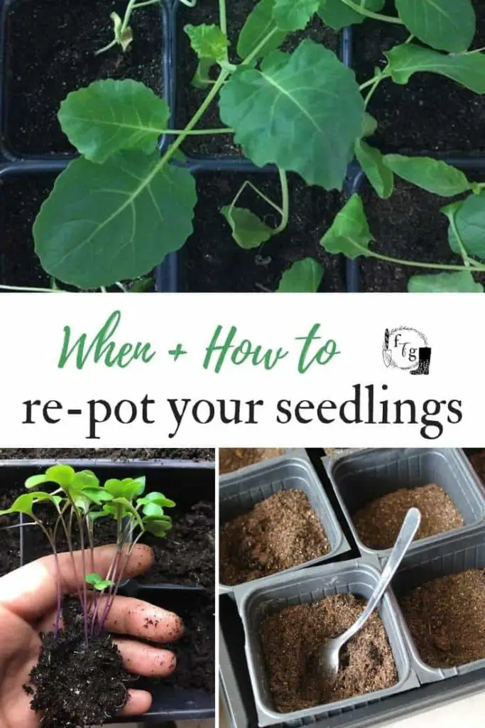 seedlings
