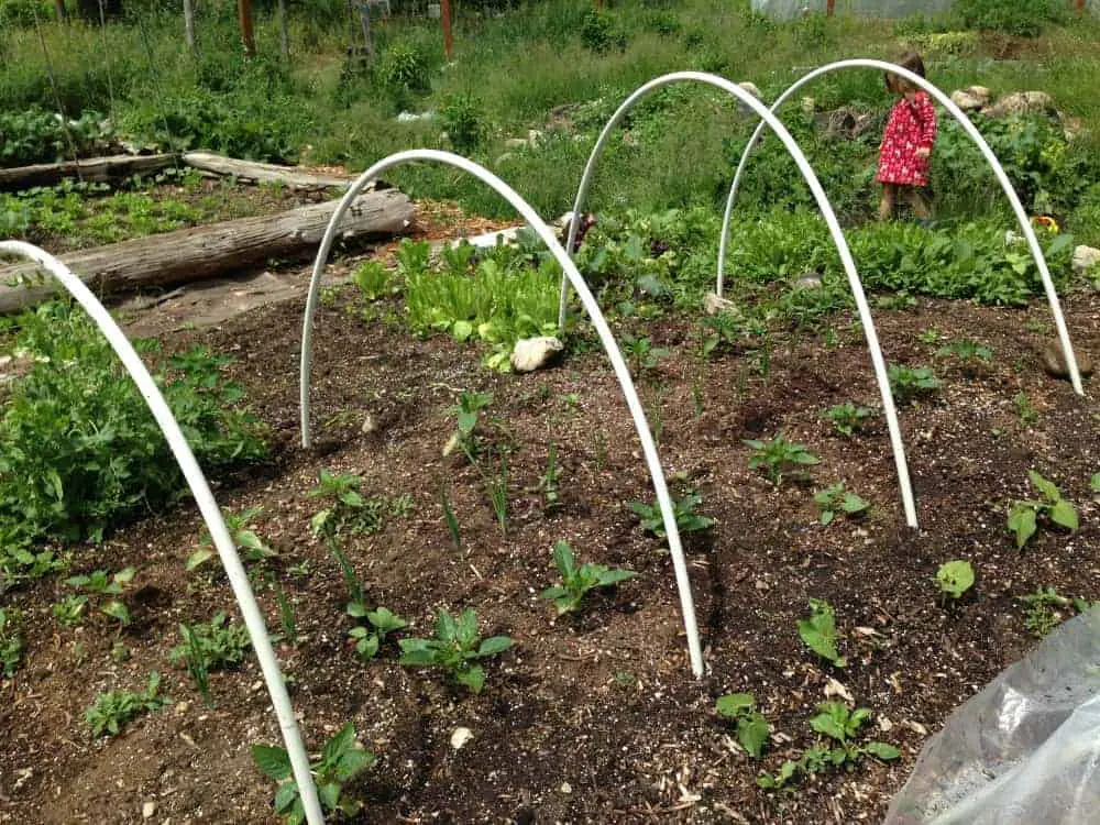 Summer Hoop Tunnels