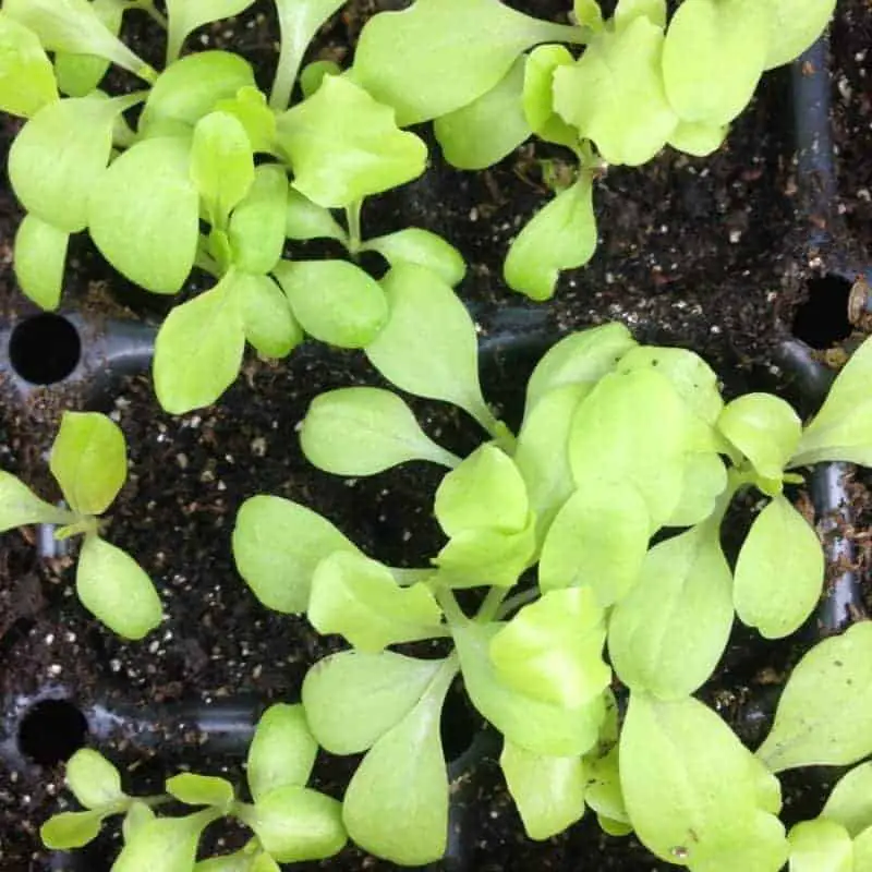 Growing lettuce indoors before transplanting into your spring garden