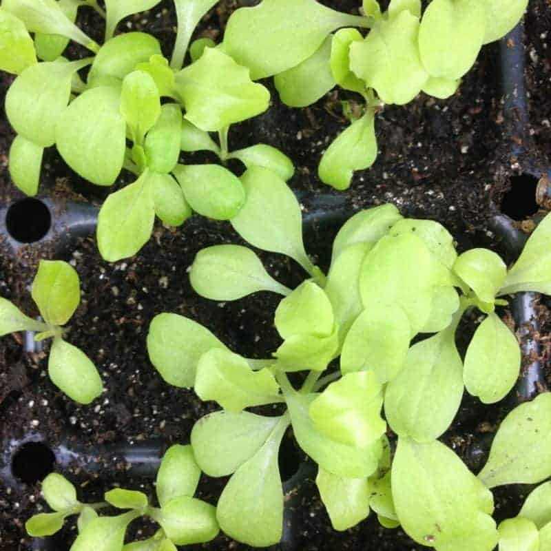 Growing Indoor Microgreens: Indoor Garden Superfood