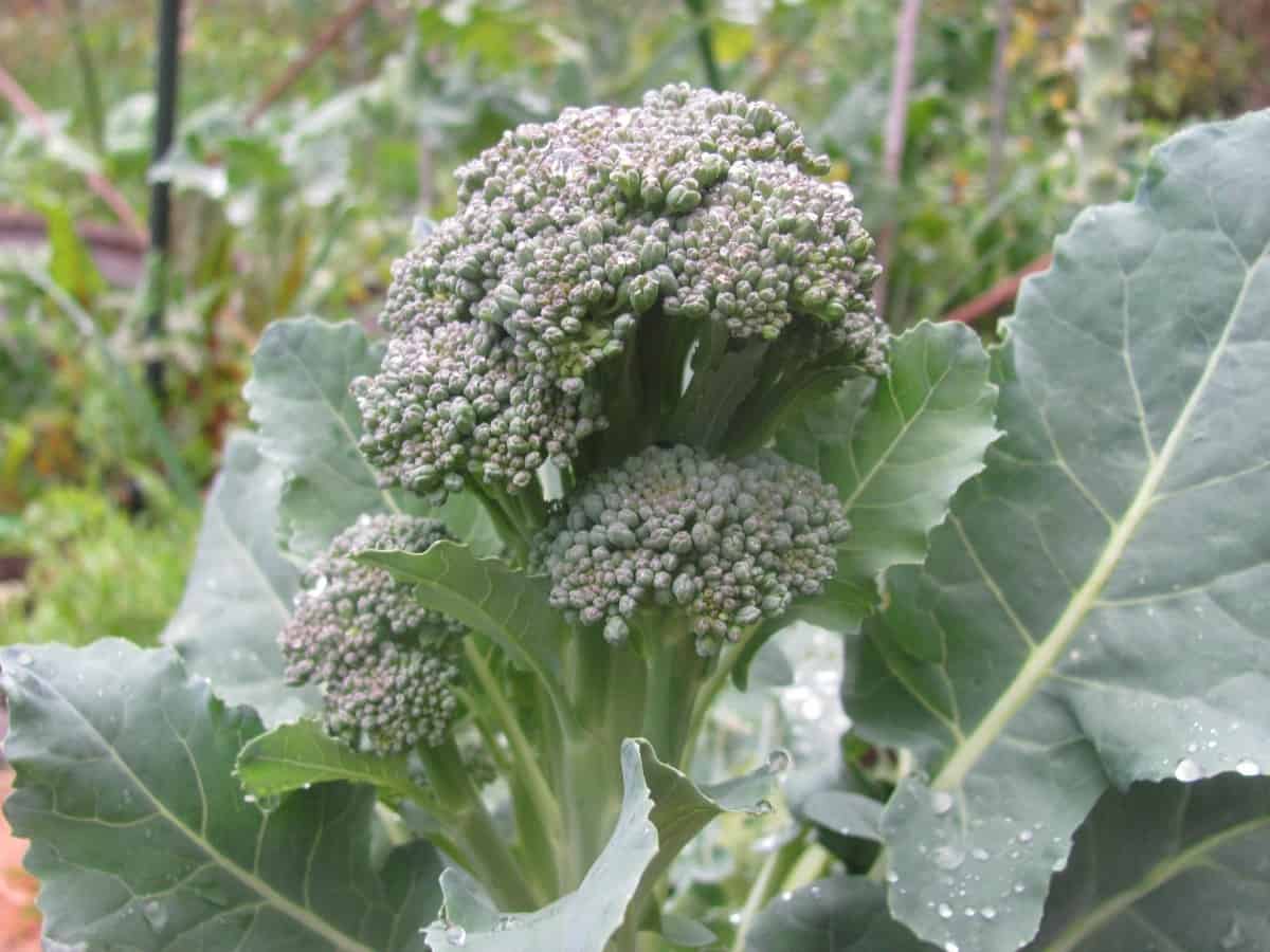 Broccoli Bolting