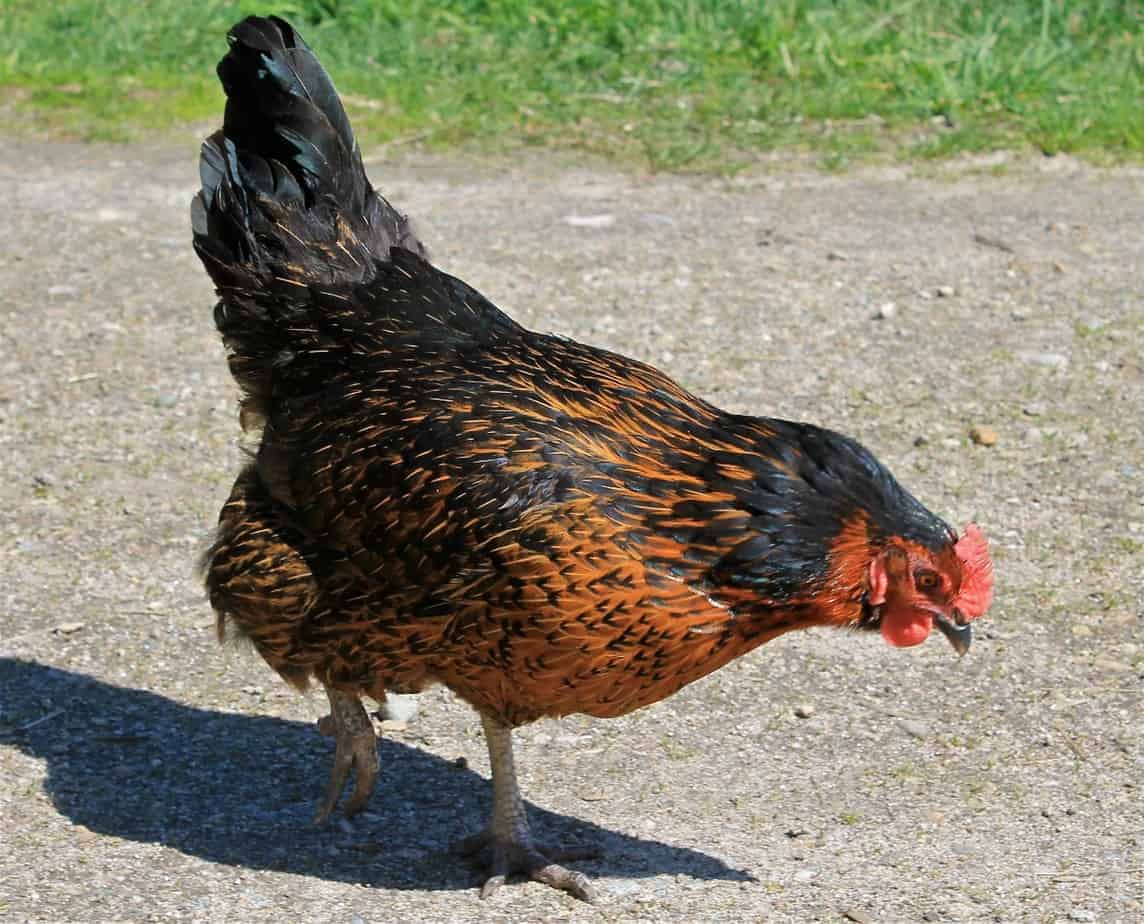 Chickens eat the leftover weeds