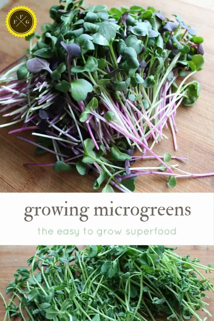 growing microgreens is super easy!