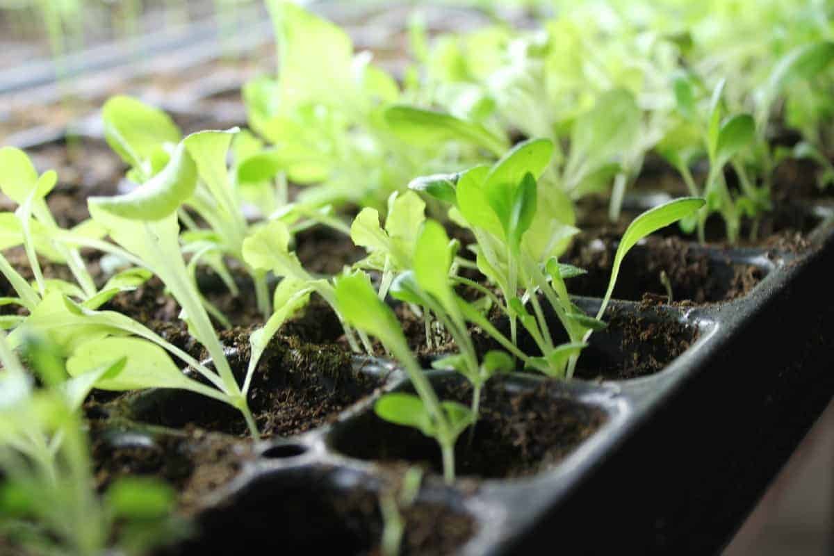 Seedling tray