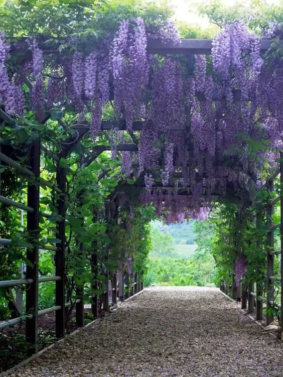 Beautiful Pergola