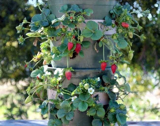 DIY Strawberry Tower