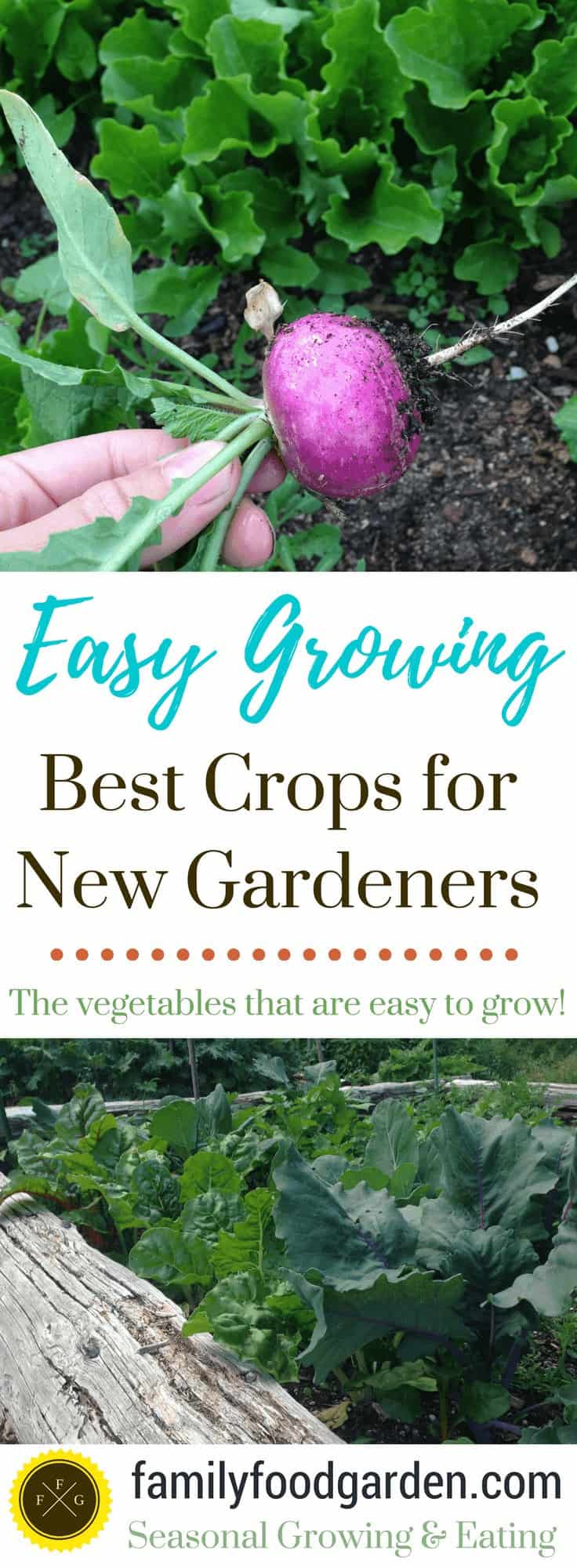 Easy vegetables to grow in the garden