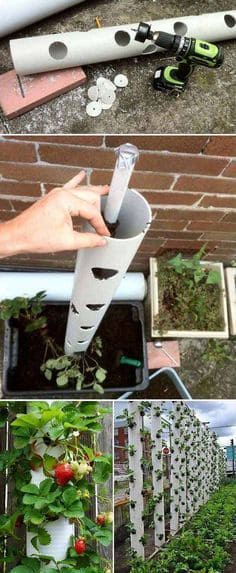 Grow strawberries in PVC pipes